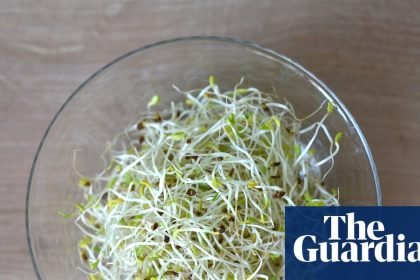 Alfalfa sprouts linked to food-poisoning outbreak in 15 states, US officials say