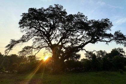 This tree witnessed one of America’s bloodiest battles. Now it’s fighting to survive