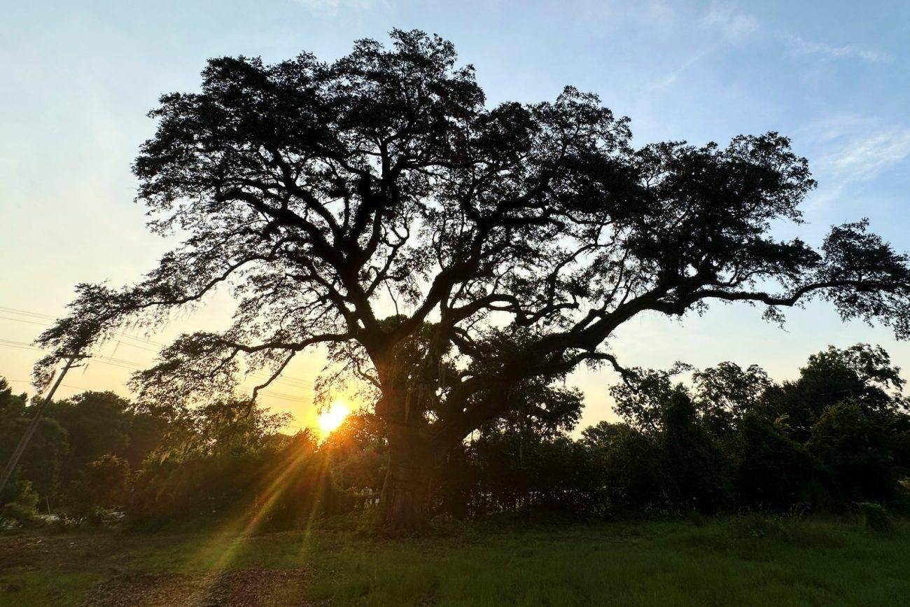 This tree witnessed one of America’s bloodiest battles. Now it’s fighting to survive