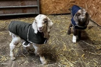 Goat sanctuary purchases 16.9 acres of more land
