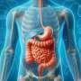 Gut bacteria mostly compete—but cooperation finds a way