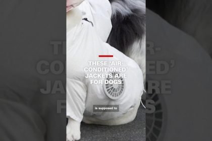 These ‘air-conditioned’ jackets are for dogs