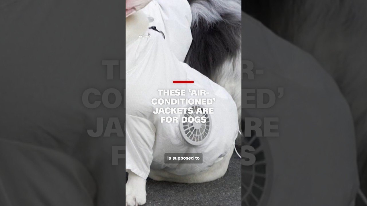 These ‘air-conditioned’ jackets are for dogs