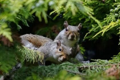 When did grey squirrels start posing a threat to reds?