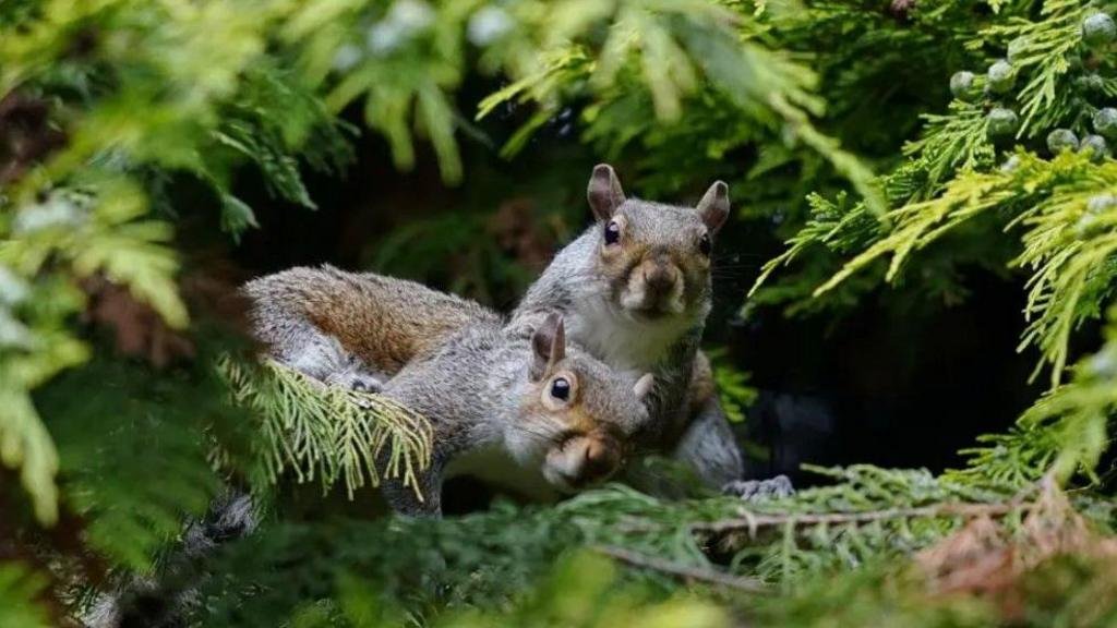When did grey squirrels start posing a threat to reds?
