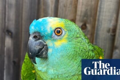 The pet I’ll never forget: Bud, the parrot with a crisp addiction who was too fat to fly