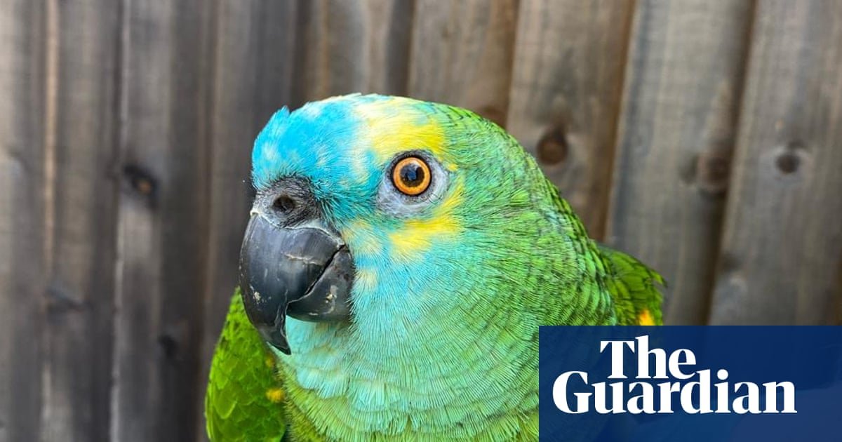 The pet I’ll never forget: Bud, the parrot with a crisp addiction who was too fat to fly