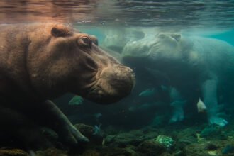 Nat Geo Kicks Off New Multi-Year Doc Franchise With ‘Africa Earth’s Wild Home’