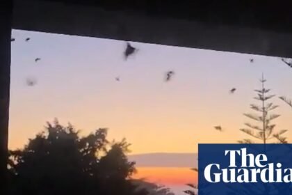 ‘Thrilled’: huge swarms of bogong moths surprise NSW residents and may point to species’ recovery
