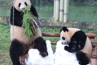 Atlanta is getting pandas: China's Xi revives a longtime diplomatic strategy at summit with U.S.