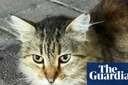 Thursday news quiz: Long-haul flights, changing lights and a lot of Turkish cats