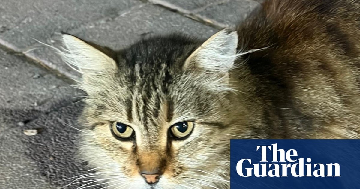 Thursday news quiz: Long-haul flights, changing lights and a lot of Turkish cats