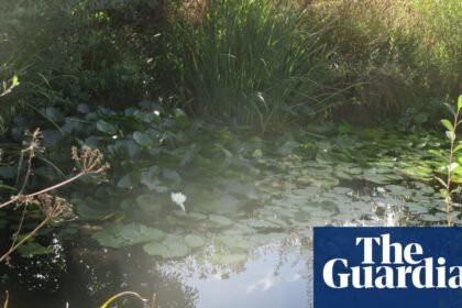 Country diary: A little love at Larkrise has worked wonders for wildlife | Virginia Spiers