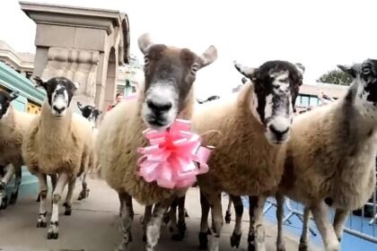 London’s Southwark Bridge turns into woolly parade at annual Sheep Drive charity event
