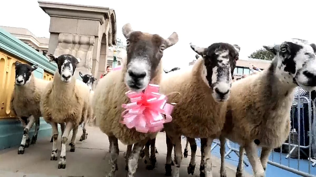 London’s Southwark Bridge turns into woolly parade at annual Sheep Drive charity event