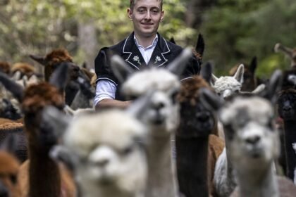Alpaca migration: Woolly travellers make their way down from the Swiss Alps