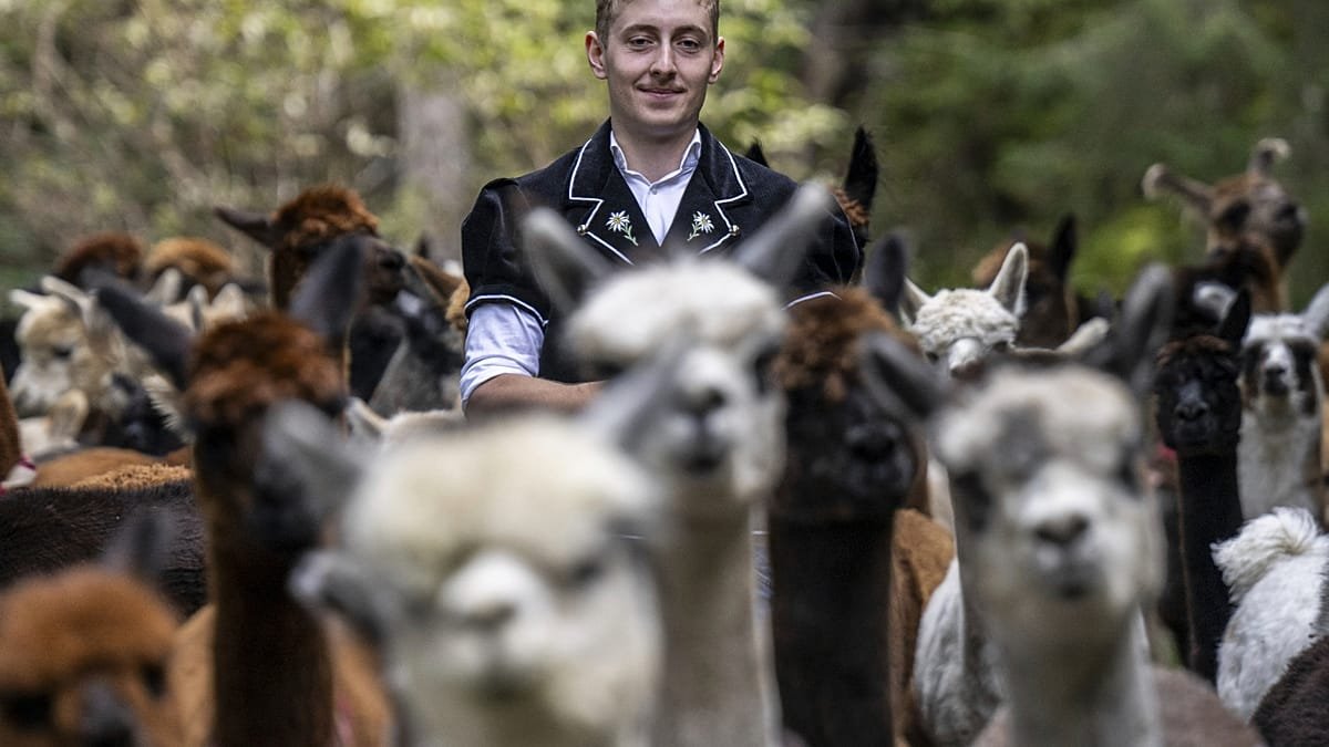 Alpaca migration: Woolly travellers make their way down from the Swiss Alps