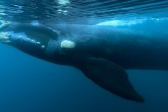 What is killing whale calves in Patagonia? bacteria under suspicion