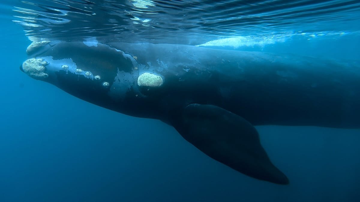 What is killing whale calves in Patagonia? bacteria under suspicion