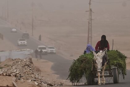 West Bank herders use donkeys and trenches to move milk at night