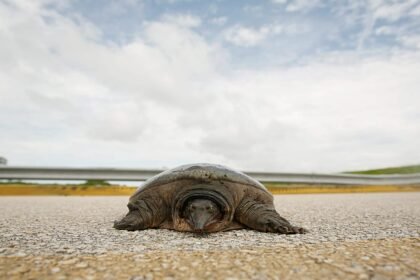 Rehabilitated green sea turtle Jurassic returns to Atlantic