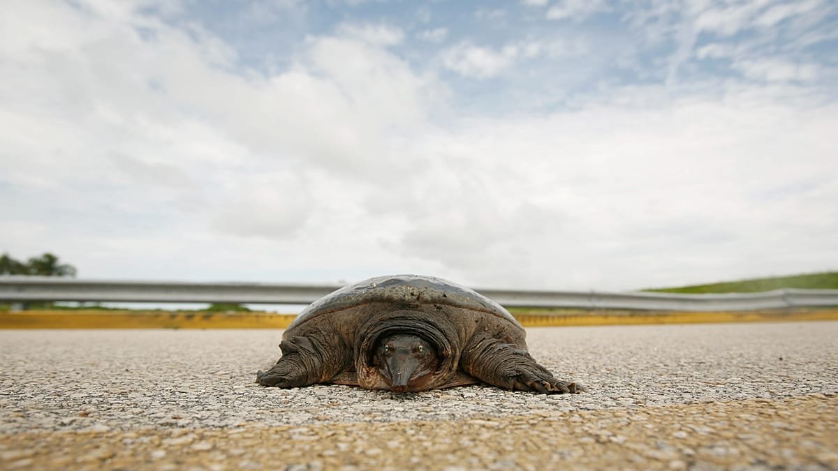 Rehabilitated green sea turtle Jurassic returns to Atlantic