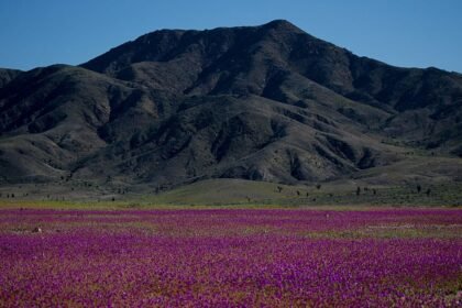 El Niño transforms Atacama desert as thousands of hectares burst into bloom