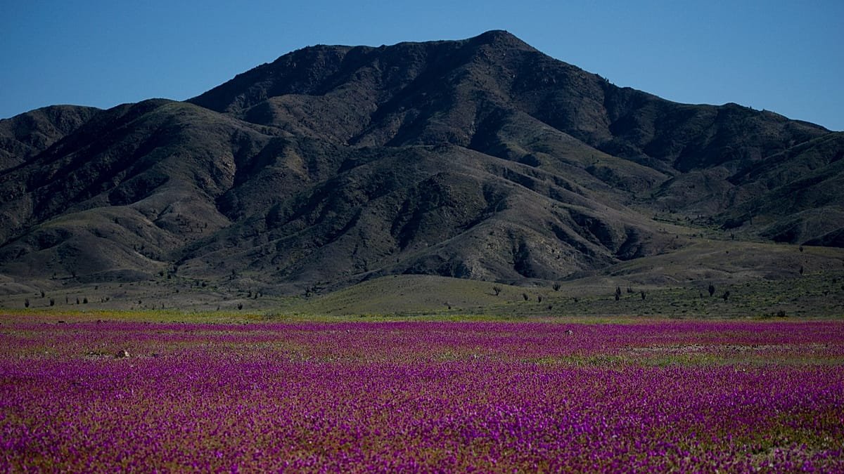 El Niño transforms Chile's Atacama Desert as thousands of hectares bloom