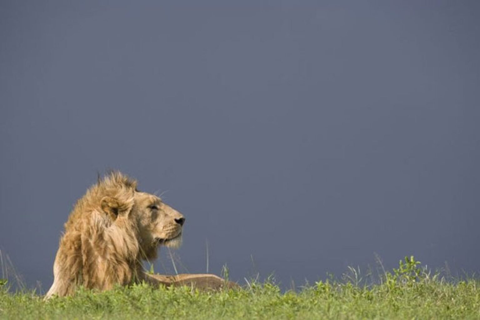Ten lions found dead in Tanzania wildlife park following suspected poisoning