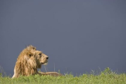 Ten lions found dead in Tanzania wildlife park following suspected poisoning