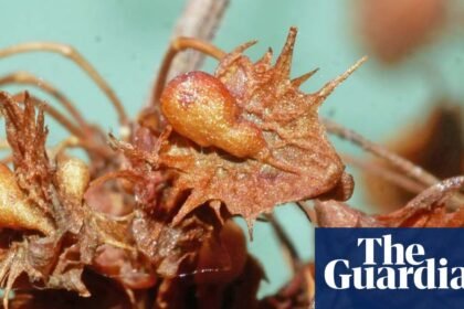 Country diary: A lesson from my final diary after nearly 40 years – keep looking closely | Phil Gates