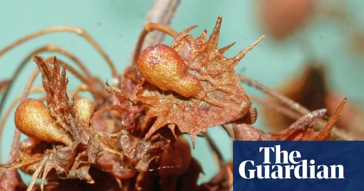 Country diary: A lesson from my final diary after nearly 40 years – keep looking closely | Phil Gates