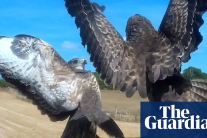 Country diary: Dinner time for the buzzard family is not a dignified affair | Kate Blincoe