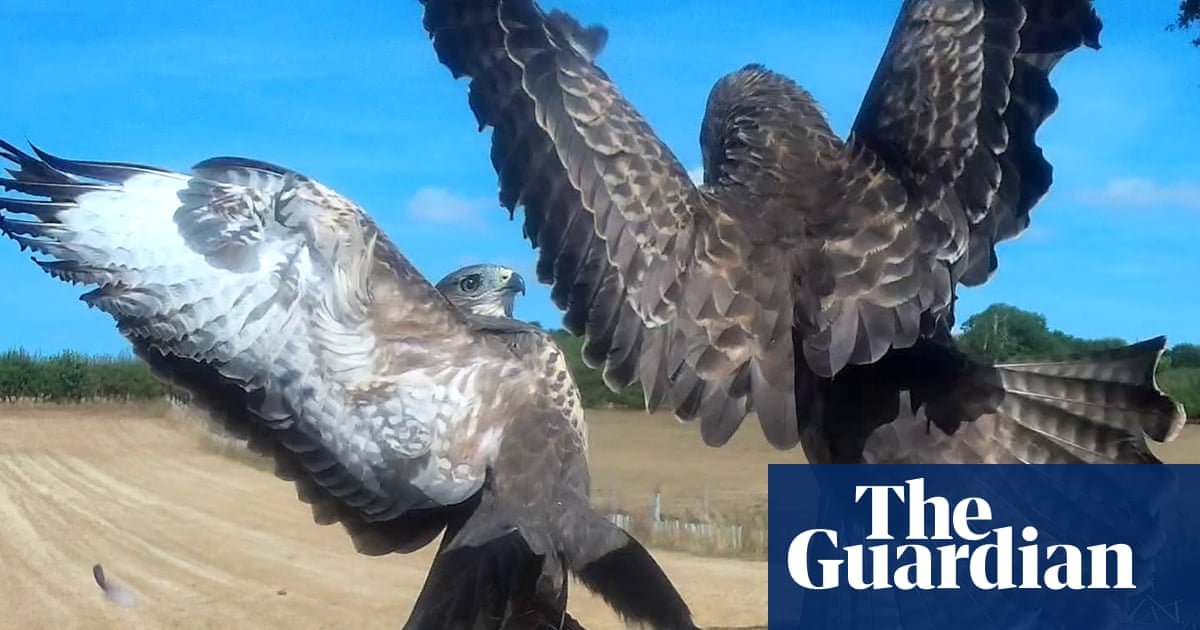 Country diary: Dinner time for the buzzard family is not a dignified affair | Kate Blincoe