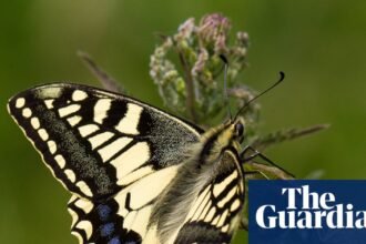 Vaccines for ash trees and gene-edited butterflies among UK projects to get £30m funding