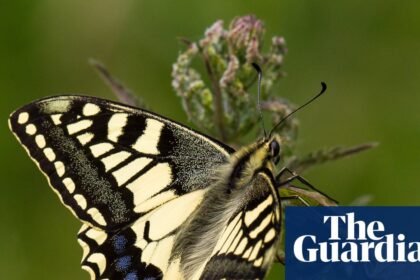 Vaccines for ash trees and gene-edited butterflies among UK projects to get £30m funding