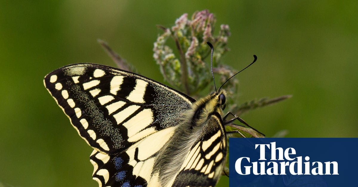 Vaccines for ash trees and gene-edited butterflies among UK projects to get £30m funding