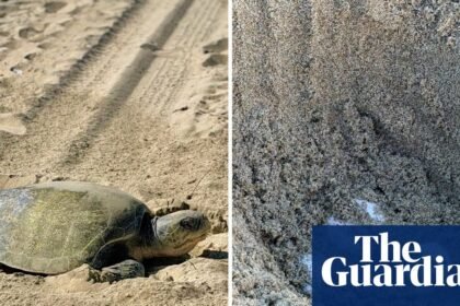 In a first, olive ridley turtles spotted nesting on California’s beaches