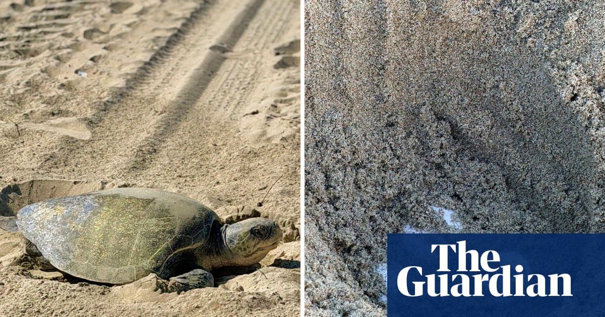 In a first, olive ridley turtles spotted nesting on California’s beaches