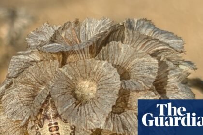 Country diary: A young shieldbug has found a safe place to hide – or so it hopes | Nic Wilson
