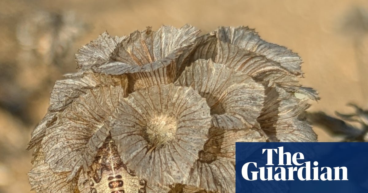 Country diary: A young shieldbug has found a safe place to hide – or so it hopes | Nic Wilson