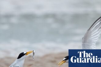 Tern turnaround: colonies in England show signs of recovery after decline