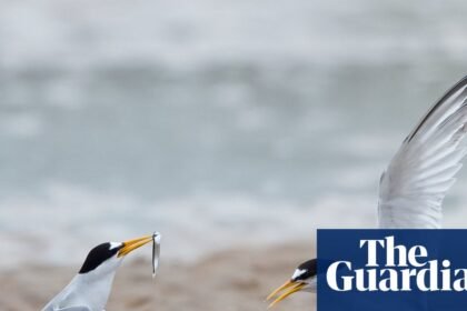 Tern turnaround: colonies in England show signs of recovery after decline