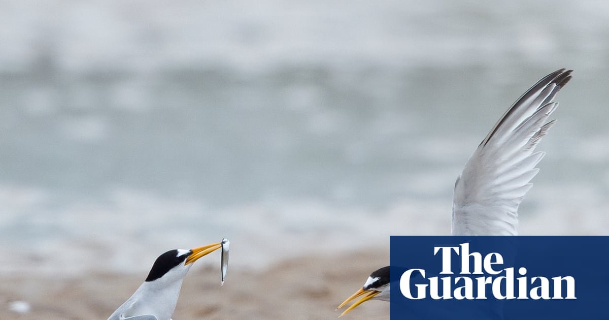 Tern turnaround: colonies in England show signs of recovery after decline