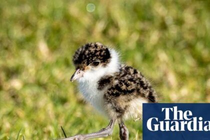 I saw pedestrians swear at plovers when they swooped. But I admired the birds