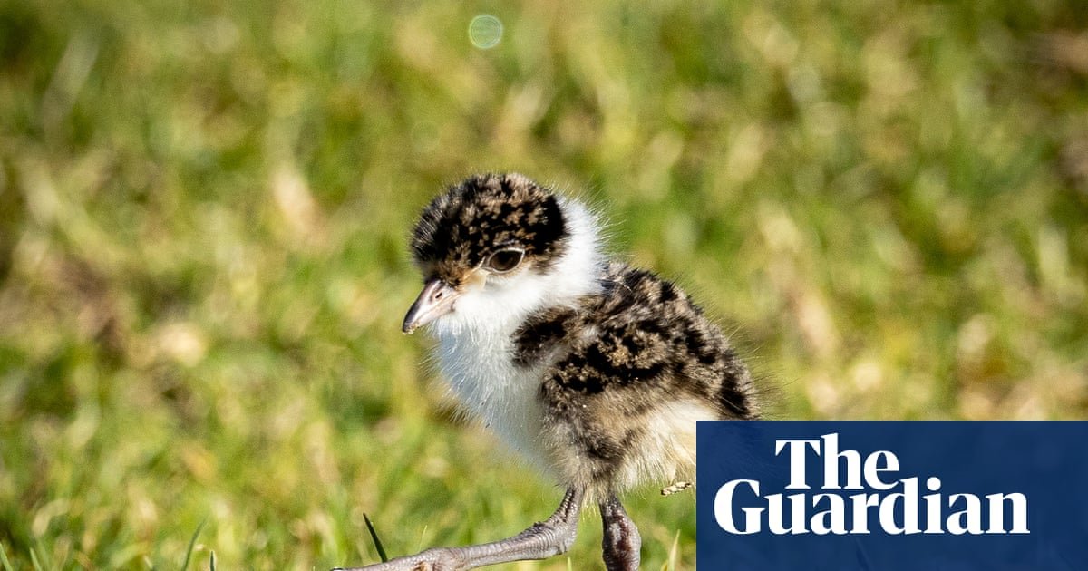 I saw pedestrians swear at plovers when they swooped. But I admired the birds