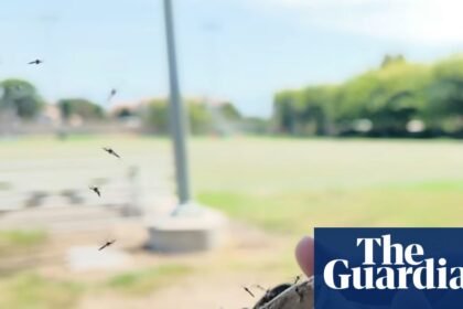 Scientists are fighting a longer mosquito season with ... more mosquitoes