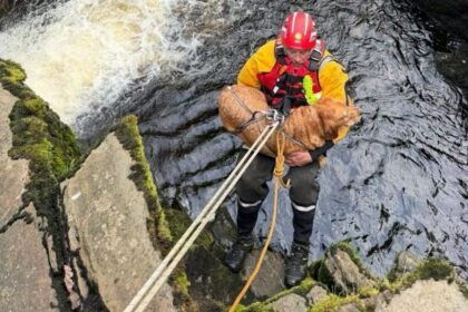 Dog rescued from cliff ledge at landmark waterfall