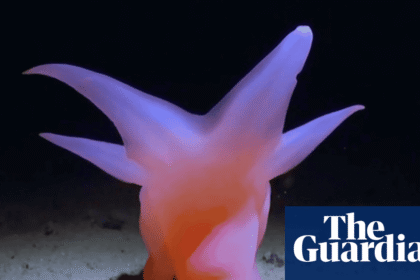 Meet Barbie Pig: new documentary reveals the wonders of life on the Pacific seabed