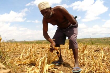 Africa’s Green Revolution threatens traditional foods